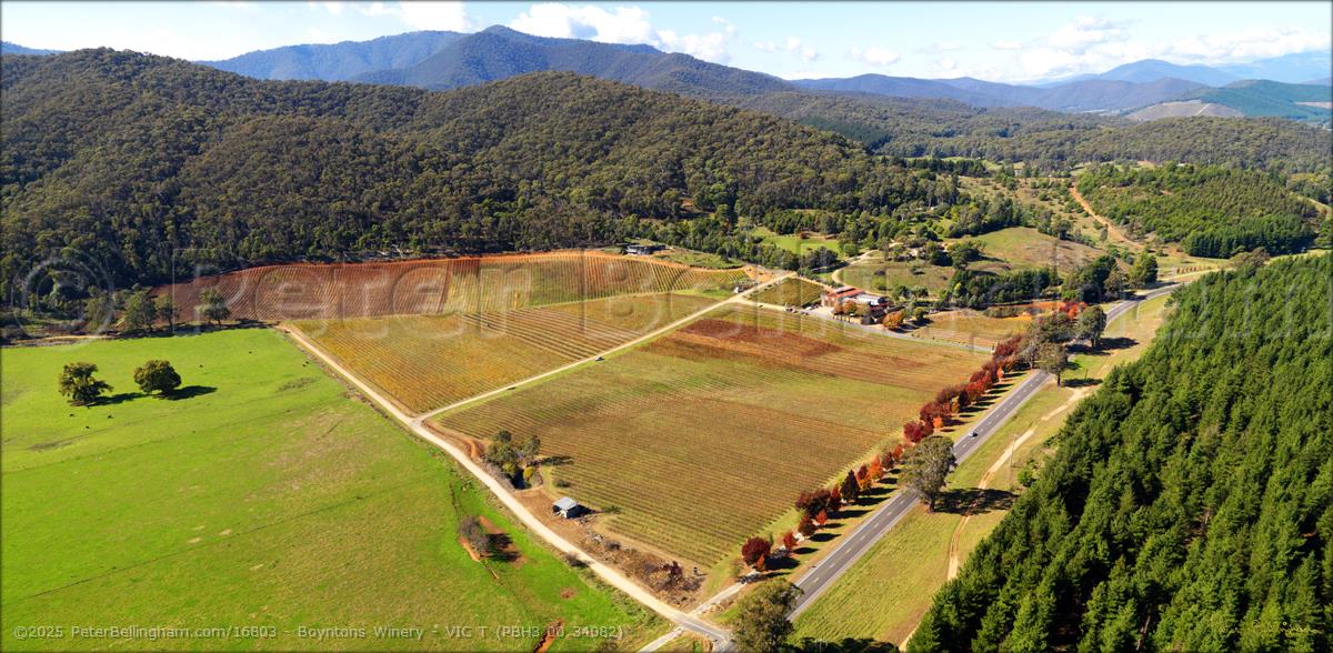 Peter Bellingham Photography Boyntons Winery - VIC T (PBH3 00 34082)